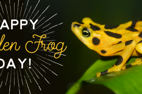 Happy Panamanian Golden Frog Day 2017