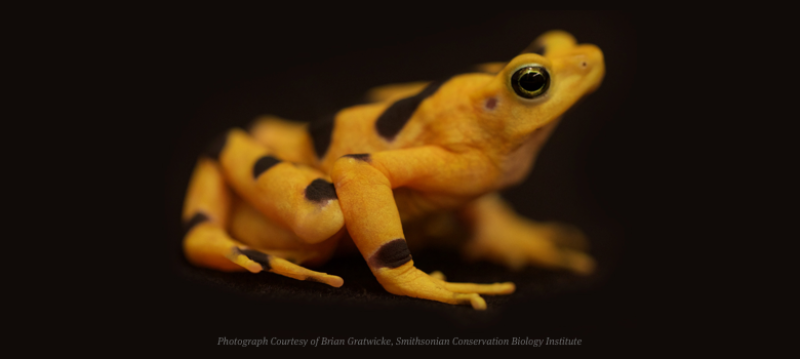 Golden Frog Collaborates with Smithsonian’s Panama Amphibian Rescue and Conservation Project