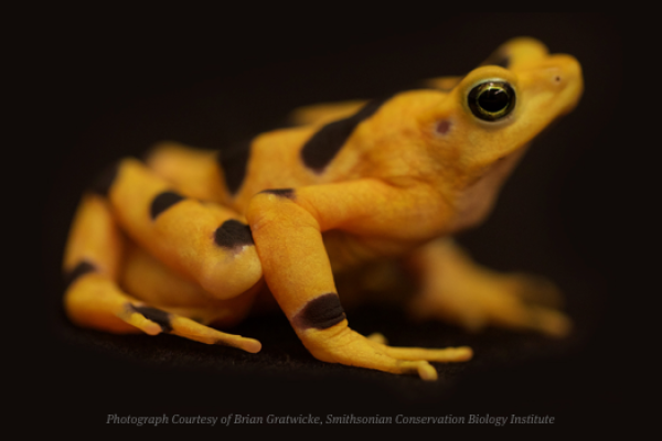 Golden Frog and Smithsonian’s Panama Amphibian Rescue and Conservation Project Raise $50,000 for Panamanian Golden Frogs!