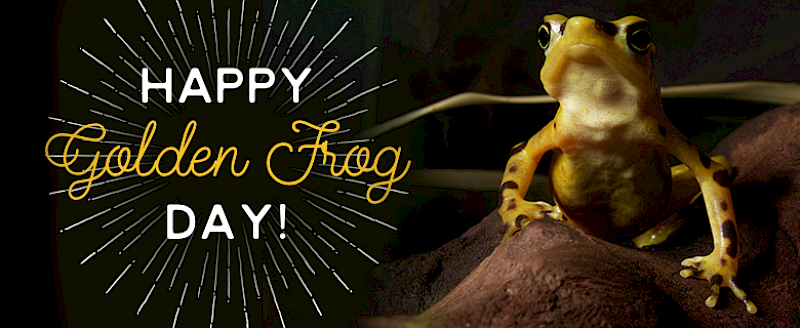 Happy Panamanian Golden Frog Day 2016