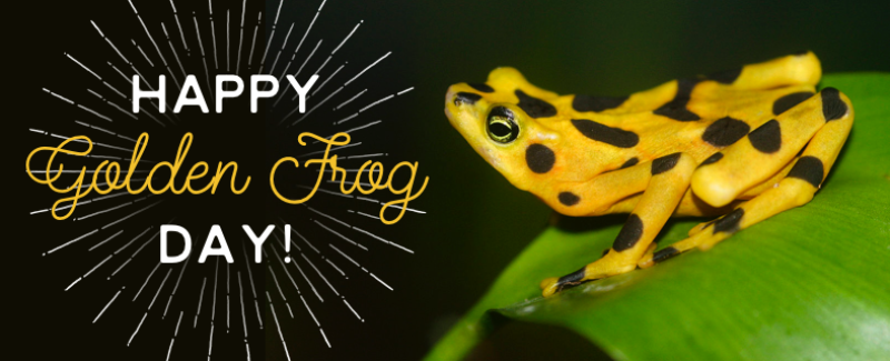 Happy Panamanian Golden Frog Day!