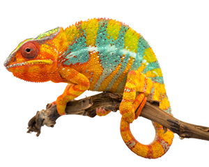 How Chameleon™ Defeats VPN Blocking